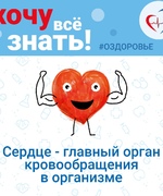 10 интересных фактов о сердечно-сосудистой системе